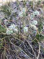 Image of sanddune cryptantha