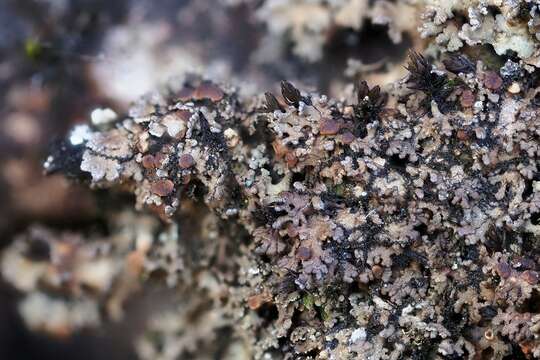 Image of littlelobed lichen