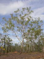 Plancia ëd Corymbia dichromophloia (F. Müll.) K. D. Hill & L. A. S. Johnson