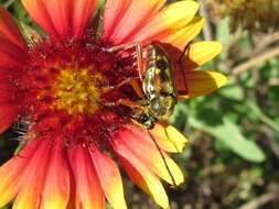 Image of Longhorn beetle