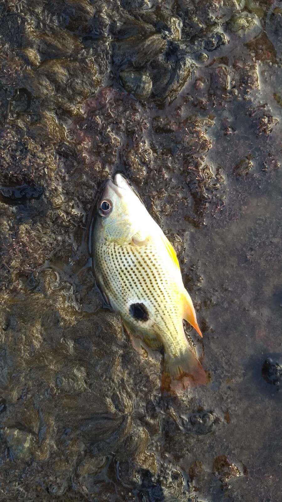 Image of Fingermark Bream