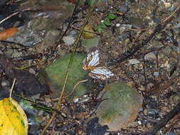 Image de Cyrestis thyodamas formosana Fruhstorfer 1898