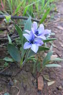 Image of Babiana fragrans (Jacq.) Steud.