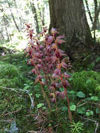 Image of Striped coralroot