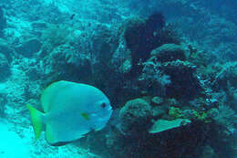 Image of Golden batfish