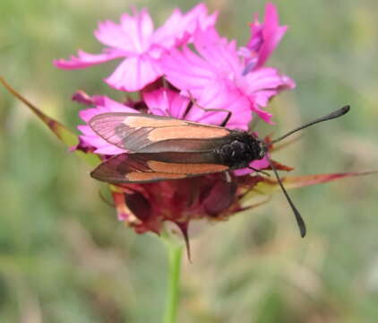 Image of Zygaena brizae Esper 1797