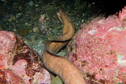 Image of Grey moray