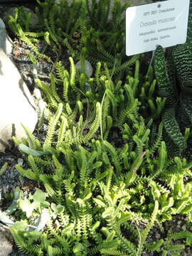 Image of Crassula muscosa L.