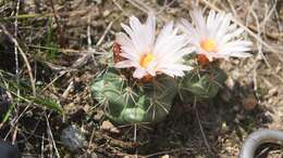 Image of Coryphantha ottonis (Pfeiff.) Lem.