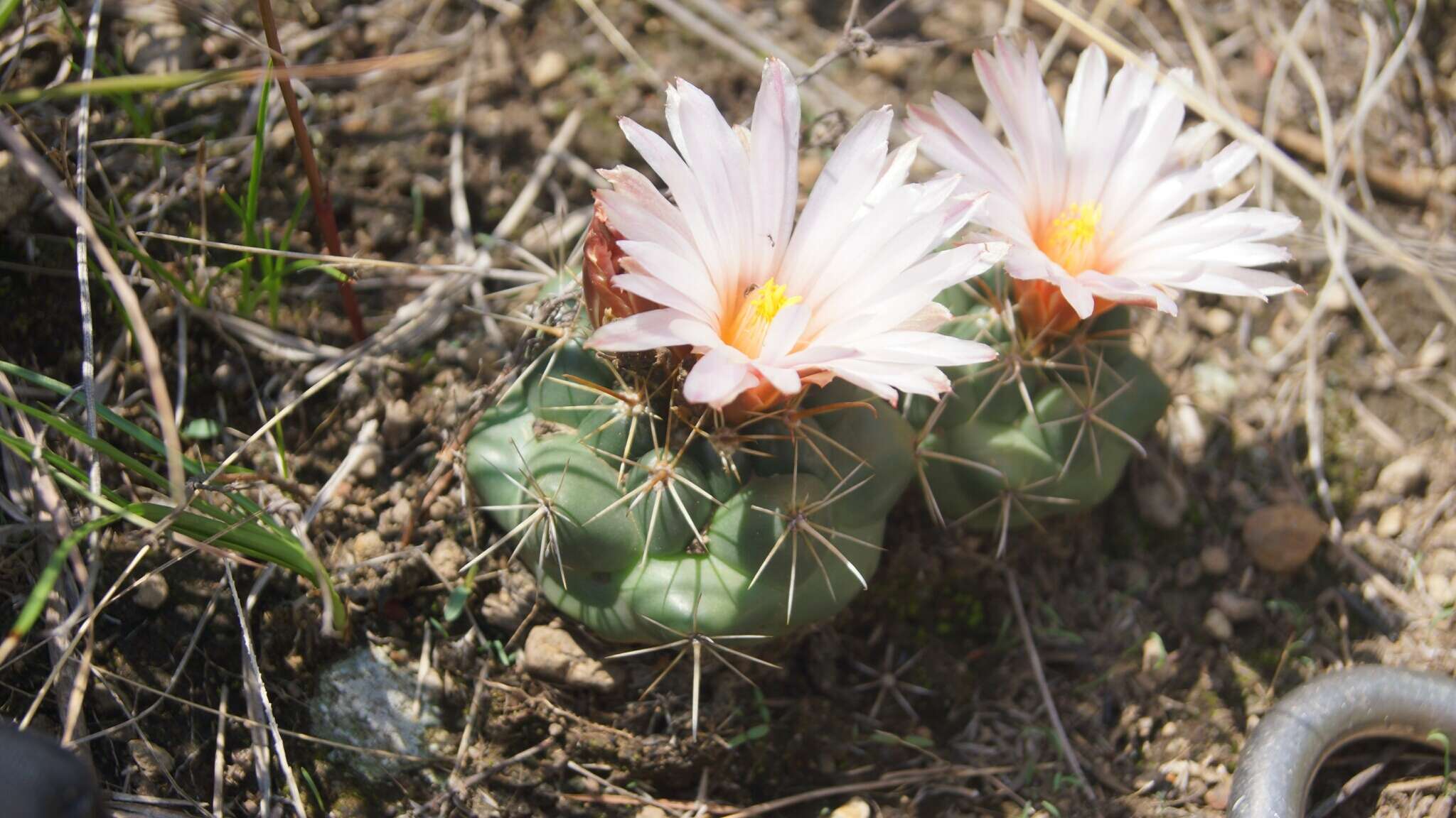 Imagem de Coryphantha ottonis (Pfeiff.) Lem.