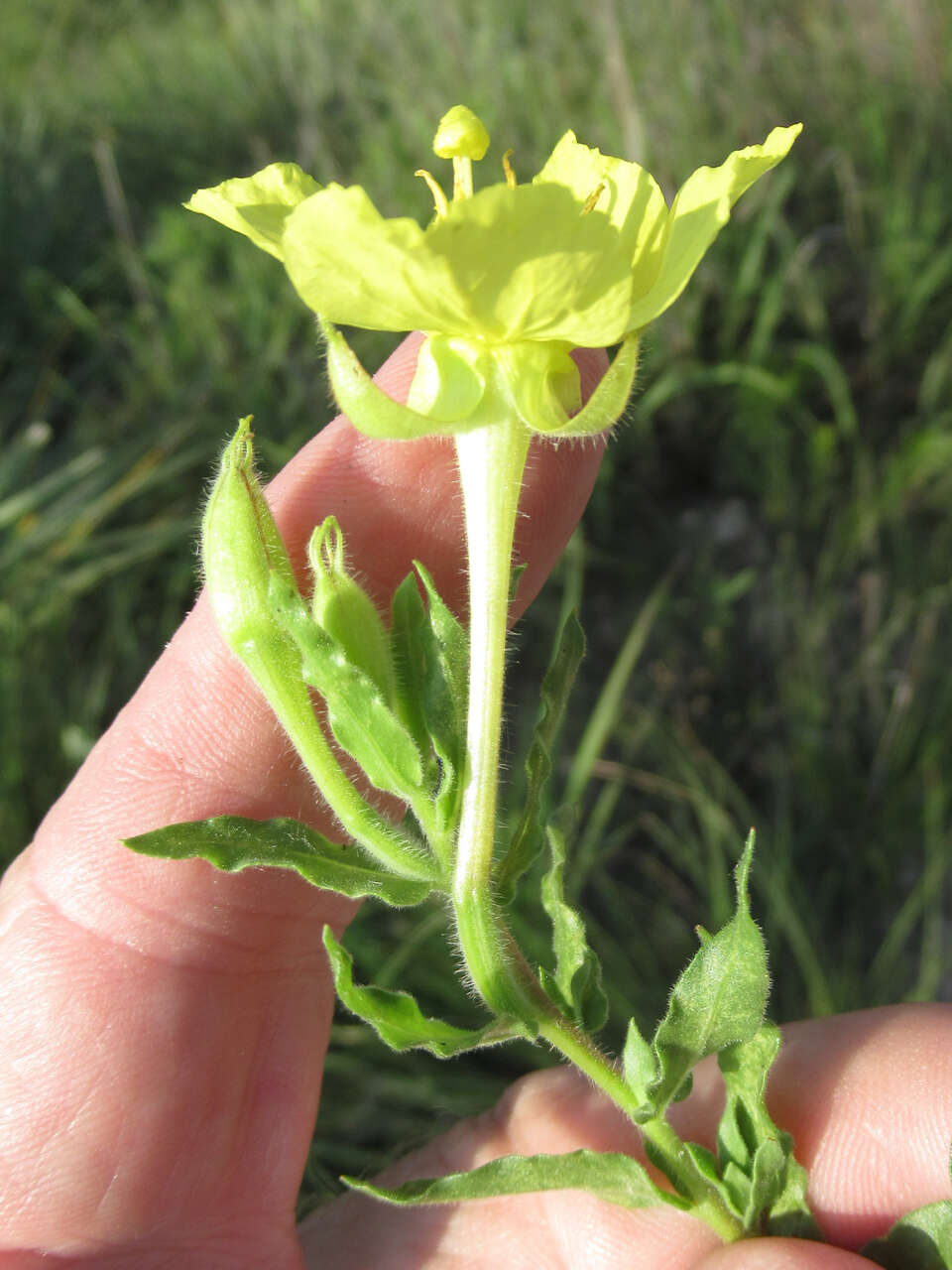 Imagem de Oenothera hartwegii subsp. pubescens (A. Gray) W. L. Wagner & Hoch