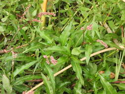 Image of Persicaria ferruginea (Wedd.) Sojak