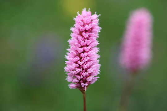 Image of Bistorta officinalis subsp. carnea (C. Koch) Sojak.