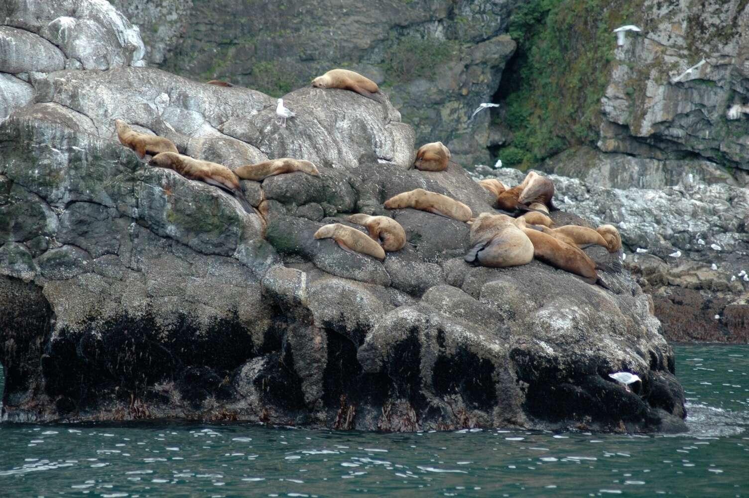 Image of northerns sea lions