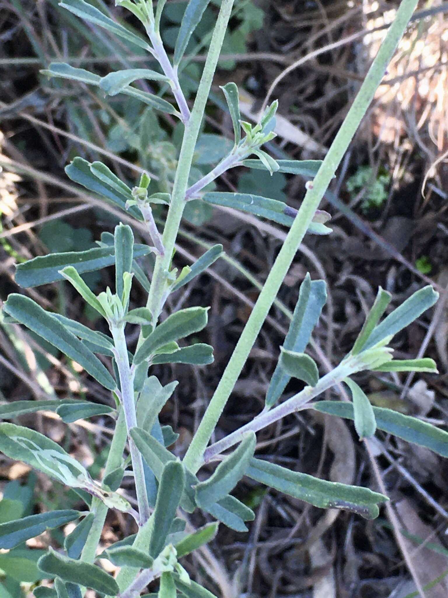 Image of Monnina cuneata A. St.-Hil.