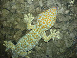 Image of Tokay Gecko