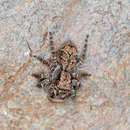 Image of Giant Bark Jumping Spider