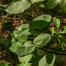 Imagem de Clematis addisonii Britton ex A. M. Vail