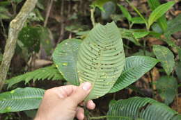 Image of Palicourea croatii