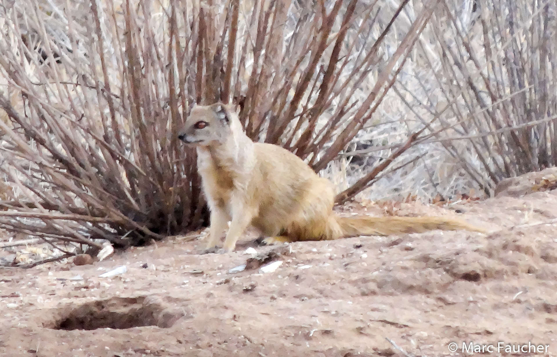 Image of Yellow Mongoose