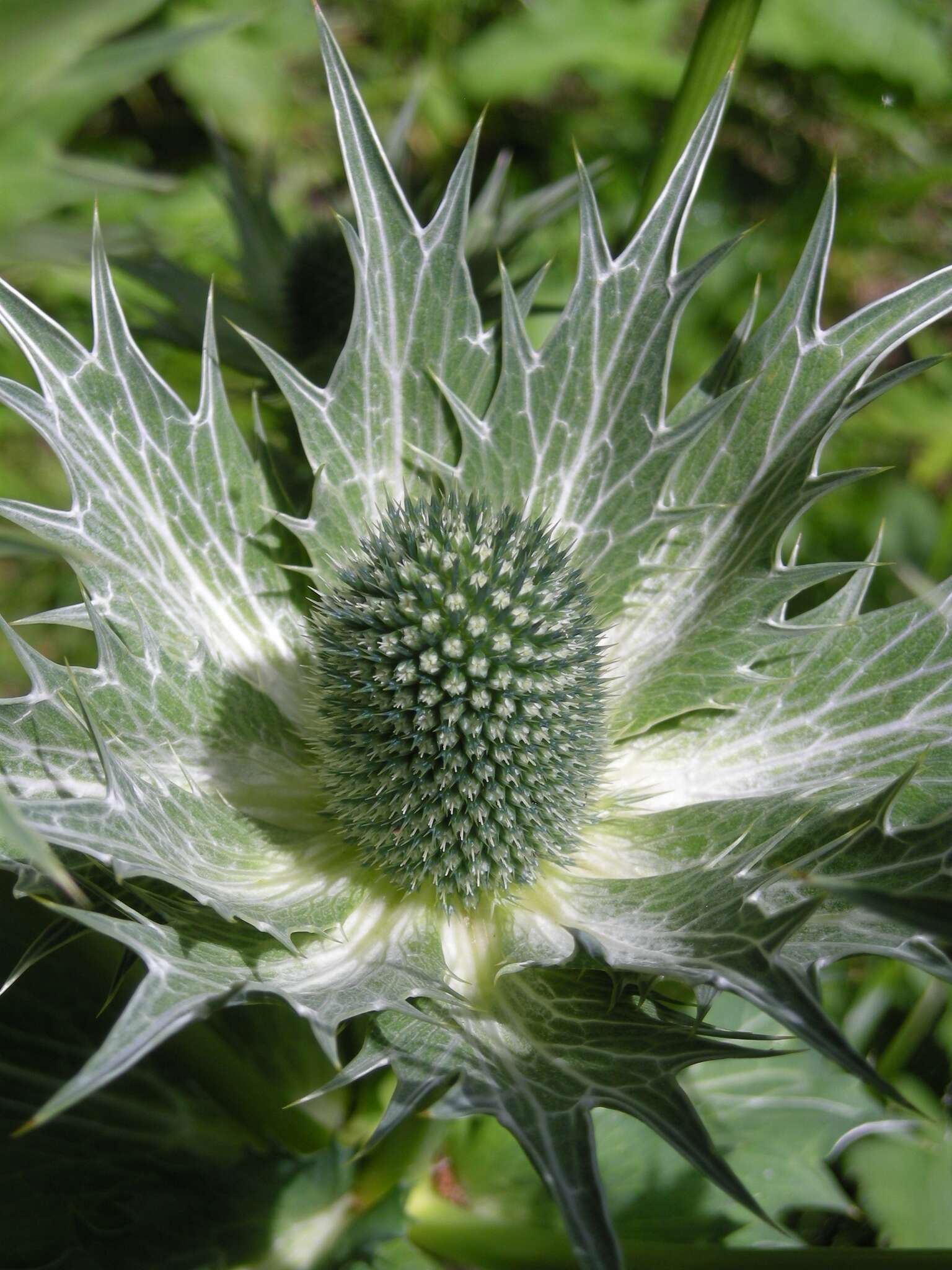 Imagem de Eryngium giganteum M. Bieb.