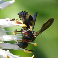 Image of Two-banded Cellophane-cuckoo Bee