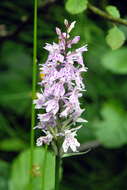 Image of Common spotted orchid