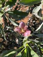 Image of Eremophila fraseri F. Muell.