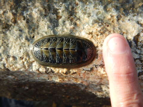 Image de Chiton albolineatus Broderip & G. B. Sowerby I 1829