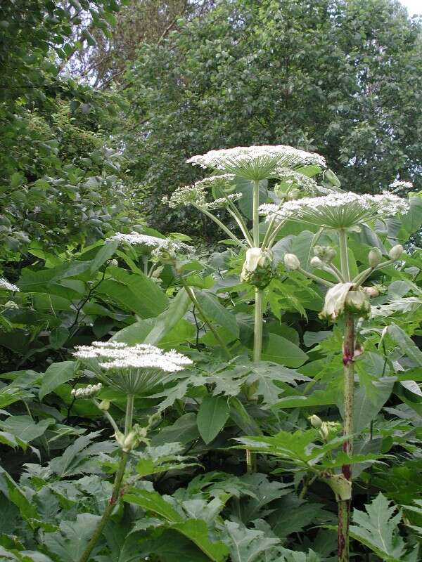 Image of Mantegazzi's Cow-Parsnip