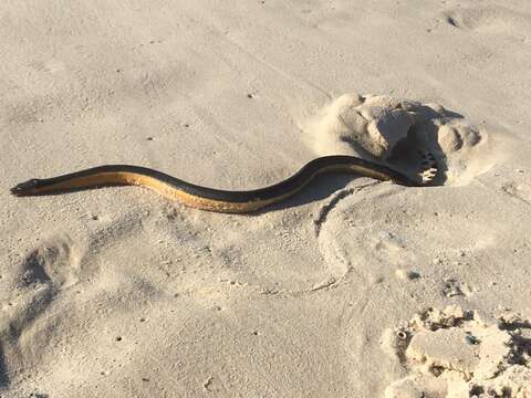 Image of Yellow-bellied sea snake