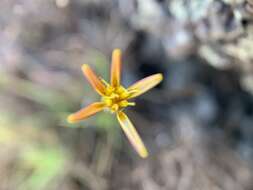 Image de Pectis tenuifolia (DC.) Sch. Bip.