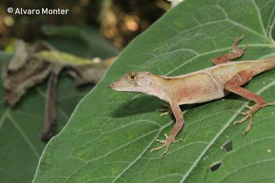 Image of Schiede's Anole