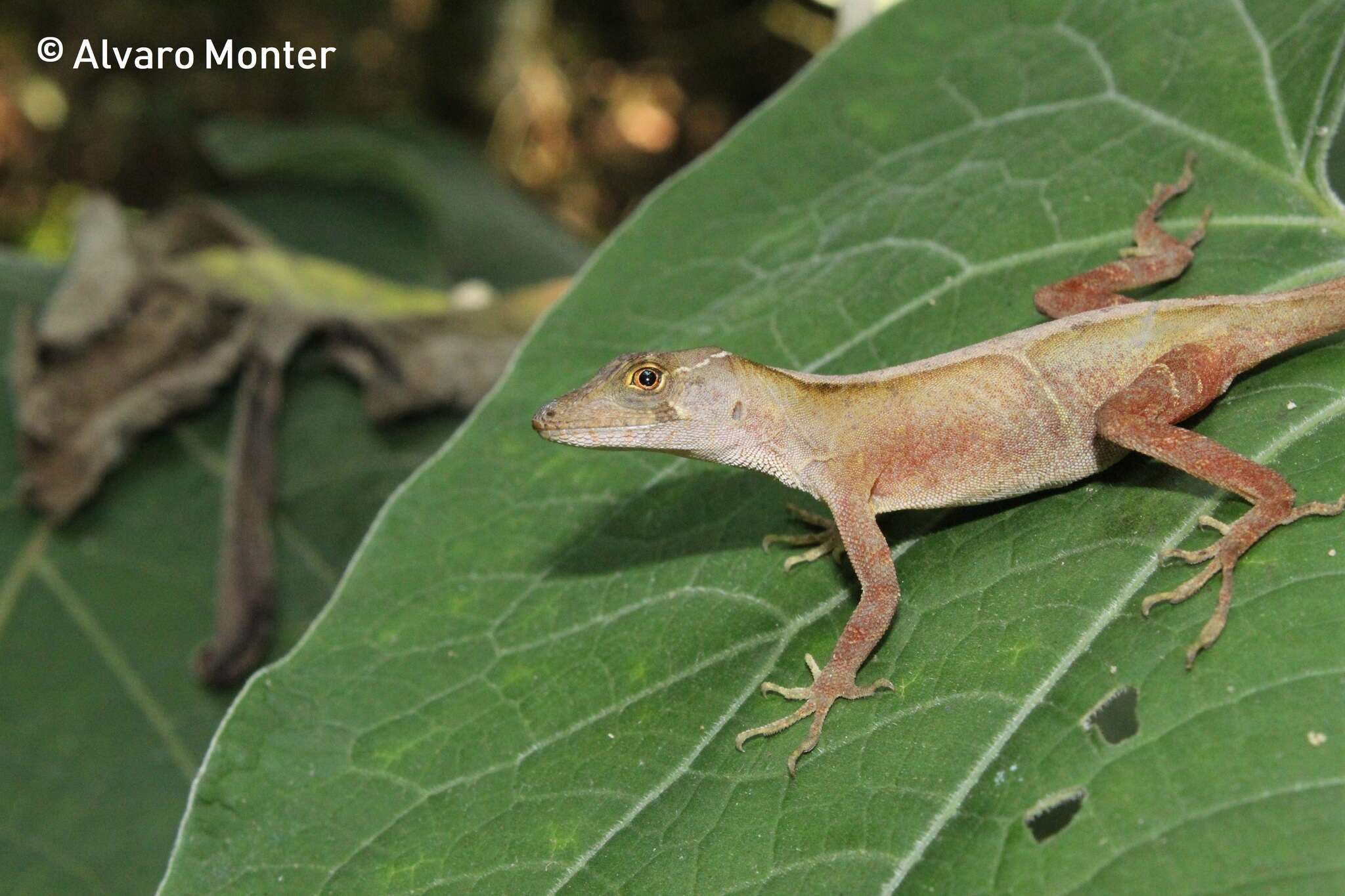 Image de Anolis schiedii (Wiegmann 1834)