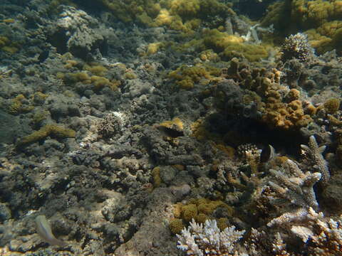 Image of Bird wrasse