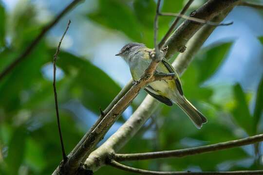 Image of Gray-capped Tyrannulet