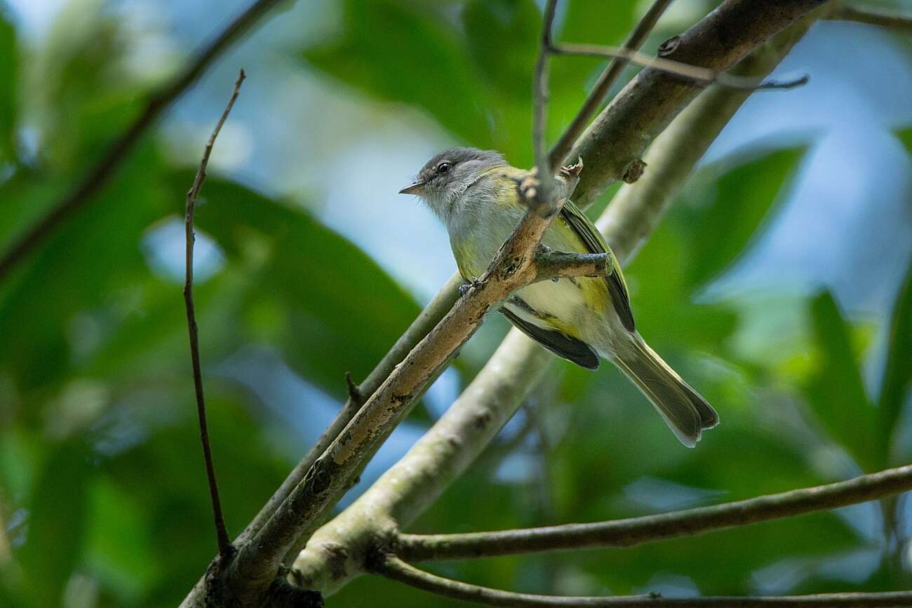 Image of Gray-capped Tyrannulet