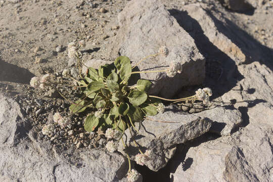 Image of Shasta buckwheat