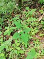 Image of Smallanthus oaxacanus (Sch. Bip. ex Klatt) H. Rob.