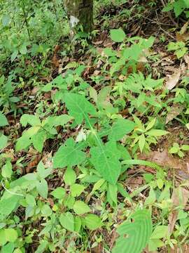 Image of Smallanthus oaxacanus (Sch. Bip. ex Klatt) H. Rob.