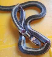 صورة Sibynophis geminatus (H. Boie 1826)