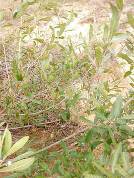 Imagem de Vitex gardneriana Schauer