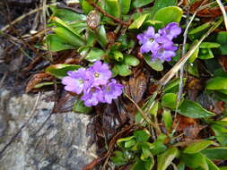 Sivun Primula glaucescens Moretti kuva