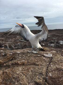 Image of Nazca Booby