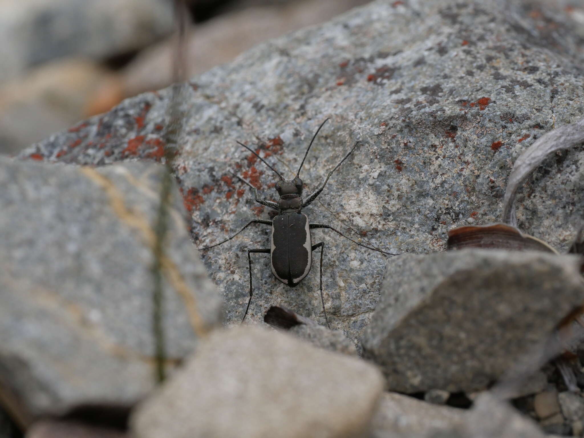 Image of Zecicindela hamiltoni (Broun 1921)