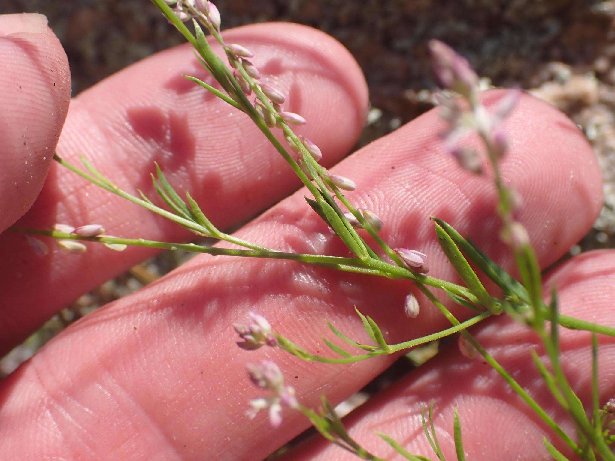 Image of tropical milkwort