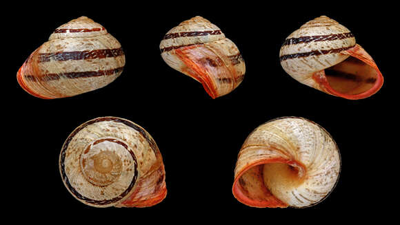 Image of Leptaxis erubescens