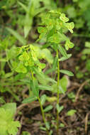 Слика од Euphorbia lucorum Rupr.