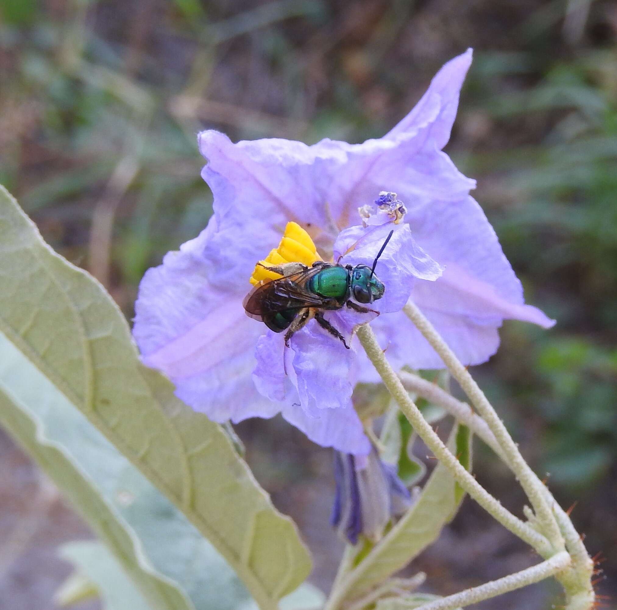 Image of Pseudaugochlora graminea (Fabricius 1804)