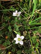 Image of Geranium multipartitum Benth.